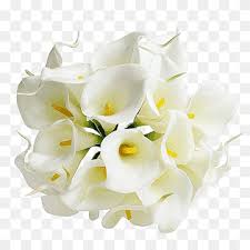 This romantic and ruffled flower comes in a. Calas Png Images Pngwing