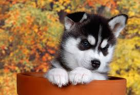 Alaskan malamute termasuk dalam group v (spitz). Pup 34 Rk0011 02 C Kimball Stock Head Shot Of Siberian Husky In Flower Pot Fall Trees Background Anjing