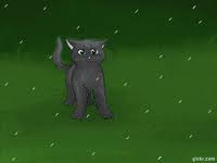 Bluestar  animated gif  by eliza1star on deviantart. Best Warrior Cats Gifs Primo Gif Latest Animated Gifs