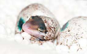 Their skin falls off itself, just. Why Leopard Geckos Are Amazing Pets Reptilekingdoms