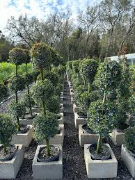 Image result for Eugenia capensis