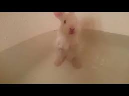 Most rabbits don't want to take a bath. This Baby Bunny Taking A Bath Might Be The Cutest Thing You Ve Ever Seen