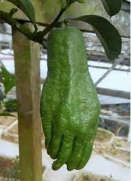 Epingle Par Alvis Kennedy Sur Frutas E Verduras Exoticas Legume Exotique Fruits Exotiques Fruits Amusants