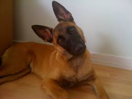 Get a boxer, husky, german shepherd, pug, and more on kijiji, canada's #1 local classifieds. Belgian Malinois Puppy For Sale San Jose California Pure Malinois