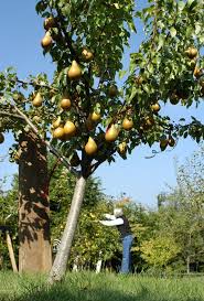 Es Tiempo De Plantar Arboles Frutales Aqui Esta La Manera De Como Hacerlo Bien Cultivo De Arboles Frutales Arboles Frutales Enanos Arboles Planta