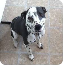 Some have also become founders of other successful dalmatian kennels in a variety of countries. Los Angeles Ca Dalmatian Meet Leila A Pet For Adoption