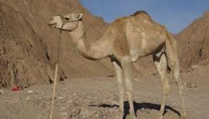 We did not find results for: 10 Hewan Padang Pasir Paling Luar Biasa Di Dunia Si Binatang