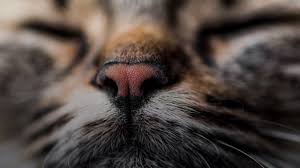 Cat sneezes can be cute but can be a sign of allergies or other issues. What A Cat S Nose Says About Their Health Martha Stewart