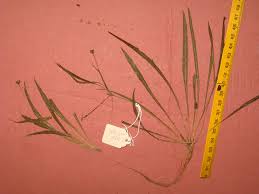 Image result for Sarcophrynium schweinfurthianum