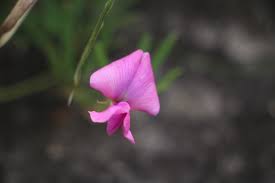 Image result for Helixanthera woodii