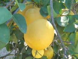 Image result for Citrus × aurantium