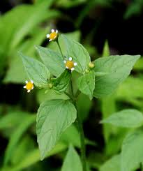Image result for Galinsoga parviflora