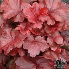 Image result for Heuchera `Swirling Fantasy`
