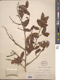 Image result for Ochna ovata