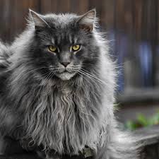 I am refering to dsh's, not breeds specifically known for them. From Ear Tufts To Fluffy Tails How To Identify Your Pet Cat S Breed Pethelpful By Fellow Animal Lovers And Experts