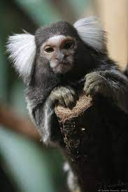Pin By Maciel On Atividade Do Macaquinho Common Marmoset Monkey Species Marmoset Monkey