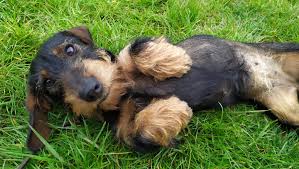 Image result for jezevčík drsnosrstý