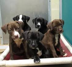 Pitbull Lab Mix Black And Brown Pitbull Lab Mix Puppies Lab Mix Puppies Cute Animals Cute Dogs