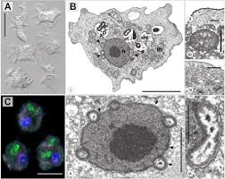 Maybe you would like to learn more about one of these? Marine Amoebae With Cytoplasmic And Perinuclear Symbionts Deeply Branching In The Gammaproteobacteria Scientific Reports