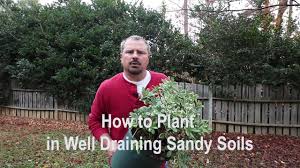 This will protect the soil from erosion (from heavy rain) and compaction. How To Amend Sandy Soil Gardening Channel