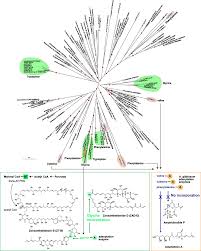Image result for Meiosperma debile