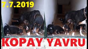 2019 Dogumlu Kopay Yavrulari Cok Guzeller Facebook Asim Kayhan Amasya Merzifon Youtube