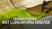 Rat Lung Worm Disease Monsters Inside Me Ep8 Youtube People can be infected when they eat an infected snail or slug. rat lung worm disease monsters inside