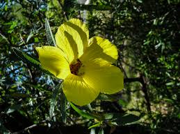 Image result for Distephanus divaricatus