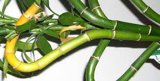 Personal Is Your Lucky Bamboo Turning Yellow Here S How To Save It Lucky Bamboo Plants Lucky Bamboo Lucky Bamboo Care