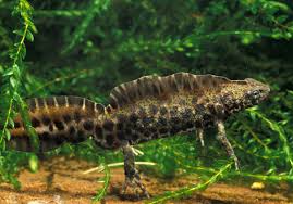 Image result for Maerua andradae