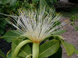 Image result for Pachira glabra