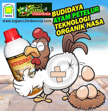Ayam petelur sendiri adalah ayam betina dewasa yang dipelihara khusus hanya untuk diambil telurnya. Jual Vitamin Organik Ayam Petelur Di Lapak Organik Indonesia Bukalapak
