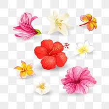 Set Of Vector Illustrations Of Tropical Hibiscus Flowers And Lilies With Pink Red Orange And White Petals Isolated On A White Background In A Realistic Style Template Design Elements Print Flower Hibiscus