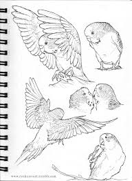 My Parakeet Talking Goruntuler Ile Hayvan Eskizleri Cizimler Cizim Fikirleri