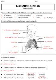 La séquence sur la respiration est construite sur le modèle de celle sur la digestion. Epingle Sur Decouverte