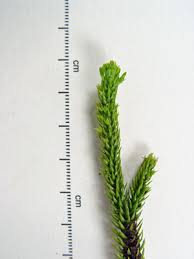 Image result for Huperzia bampsiana