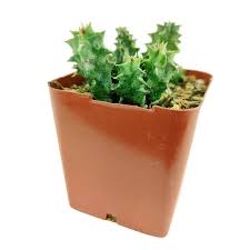 Image result for Orbea variegata