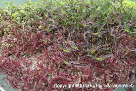 Image result for Cyanotis axillaris