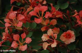 Image result for Bauhinia galpinii