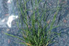 Image result for Sporobolus mauritianus