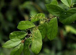 Image result for Oncinotis