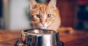 How much you feed them and what type of canned cat food. The 6 Best Cat Foods To Buy In 2019