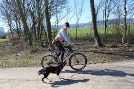 Wie Du Mit Deinem Hund Sicher Und Einfach Fahrrad Fahrst Rad Und Hund