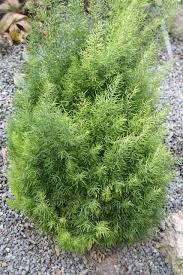 Image result for Asparagus schroederi
