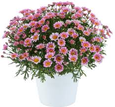 Image result for Helichrysum argyranthum