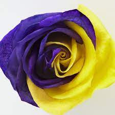 Yellow roses color theory yellow violet yellow aesthetic color yellow background yellow color. Pin On Atlanta Life Magazine