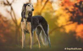 This post looks at how the most common types of cancer and cancer treatments affect dogs living with cancer. Canine Spleen Cancer Symptoms Causes And Treatment Dogzhealth Com