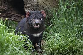 Which Animals Are Nocturnal Worldatlas