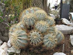 Blue barrel cactus seeds (ferocactus glaucescens). Ferocactus Glaucescens Blue Barrel Cactus World Of Succulents Barrel Cactus Cactus Succulents