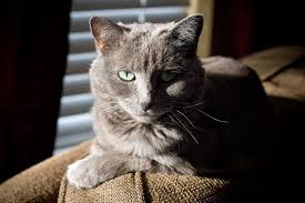 8 Of The Most Expensive Cat Breeds Russian Blue Cat Russian Blue Cat Breeds